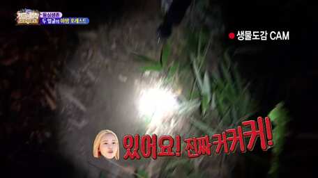 The Law Of Jungle Episode 388 Sub Indo Viu Indonesia